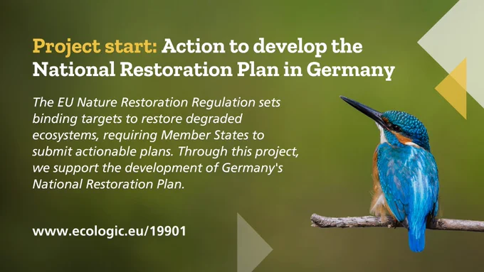 Social media image titled “Project start: Action to develop the National Restoration Plan in Germany.” The text explains the EU Nature Restoration Regulation, which sets binding targets to restore degraded ecosystems and requires Member States to submit actionable plans. The project supports the development of Germany's National Restoration Plan. A kingfisher is perched on a branch on the lower right. The website www.ecologic.eu/19901 is provided for more information