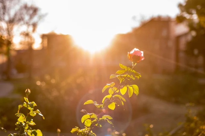 
A blooming rose soaks up sunlight on Chico State campus.
