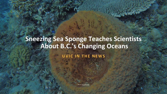 A picture of a sea sponge underwater. Text reads: Sneezing Sea Sponge Teaches Scientists About B.C.'s Changing Oceans. UVic in the News. Photo by plovets.