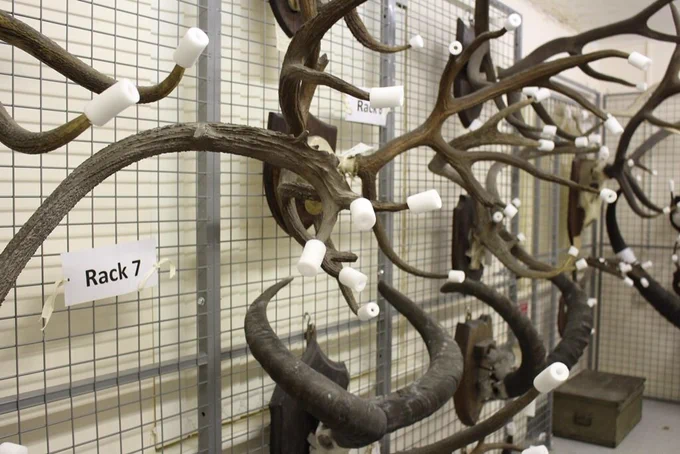 Photograph of deer antlers