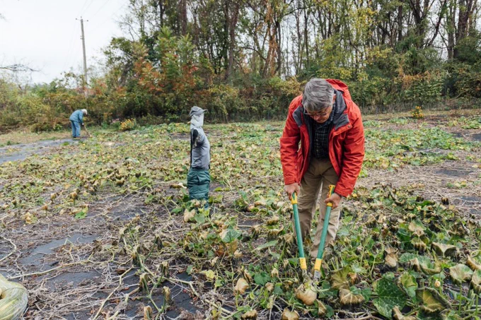 John Galbraith harvests squash in a field