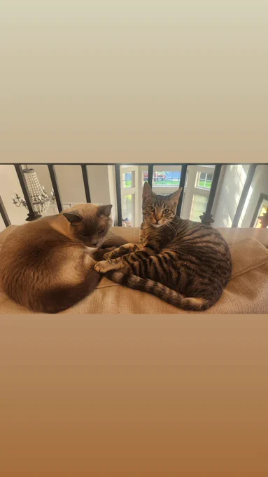 Two cats, (Darby family cats, Gizmo is on the left) sit on a balcony over looking downstairs