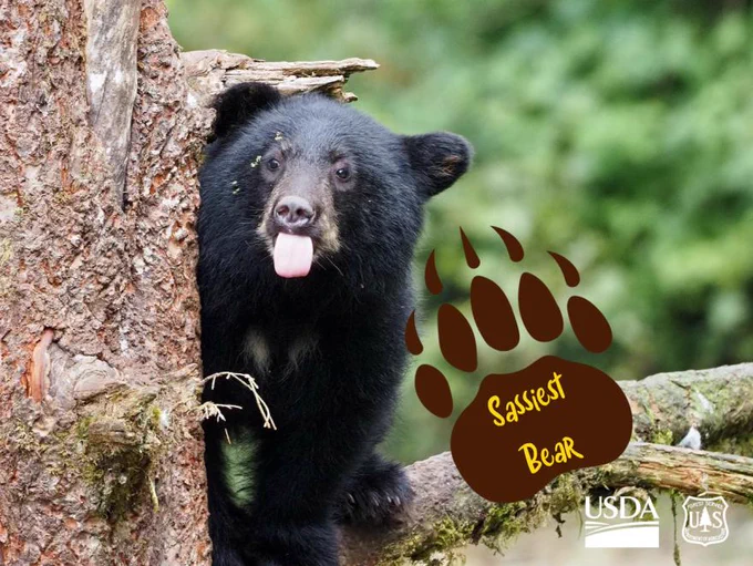 A black bear on a tree branch sticks it's tongue out.