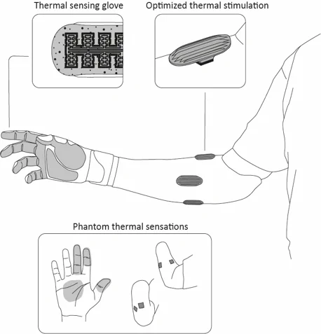 The loss of rich sensory inputs has a major impact on the quality of life of amputees, leading to debilitating levels of phantom limb pain and the abandonment of their prostheses. The TNE Lab recently developed a method to restore temperature sensations in upper-limb amputees. The participants could perceive objects at different temperatures, made of various materials, and recognize the warmth of someone’s hand. This project seeks to improve the current research prototype for home use.