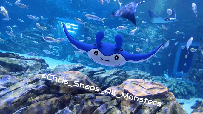 A snapshot of the Pokémon Mantine, who is shiny here, swimming amongst the fishes and mammals that occupy the aquarium in the queue of the Manta ride at SeaWorld Orlando.