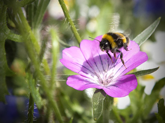 Bumblebee in flight, hovering over a pink flower - Photo by Paul Beardwood