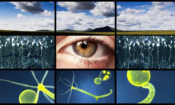 Poster image for When Fish Begin to Crawl film screening showing 9 stills from the film including landscapes, microscopic images and a close up of an eye. 
