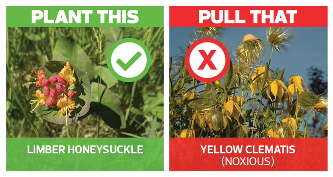 On the left, a photo of an orange florette, limber honeysuckle, in a green frame, with a green checkmark, with the following text overlaid: PLANT THIS, LIMBER HONEYSUCKLE. On the right, a yellow, bell-shaped flowering plant in a red frame, with a red X, overlaid with the text: PULL THAT, YELLOW CLEMATIS (noxious)