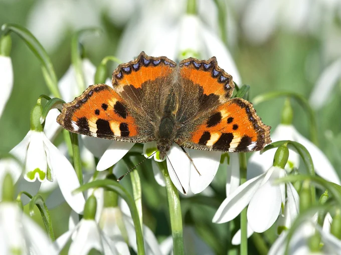 Small Tortoiseshell butterfly resting on snowdrops
