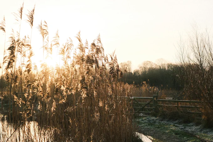A serene landscape of tall, golden reeds illuminated by soft sunlight, with a rustic wooden gate in the background. The scene includes a narrow dirt path, a reflective water body, and bare trees silhouetted against the bright sky, evoking a tranquil, natural atmosphere.