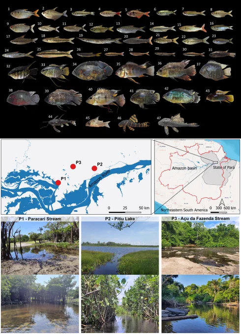 de Freitas EA, dos Santos DB, Moraes Ferreira CS, Silva-Oliveira C, Evangelista-Gomes GF, et al. (2024) Integrative use of DNA barcode and morphology reveal high level of diversity in the ornamental fish on the lower Amazon basin. PLOS ONE 19(12): e0316455. https://doi.org/10.1371/journal.pone.0316455
