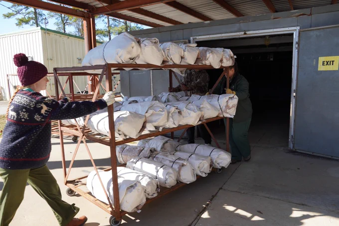 Employees move Longleaf pine seedlings into the chiller for storage until they are planted.