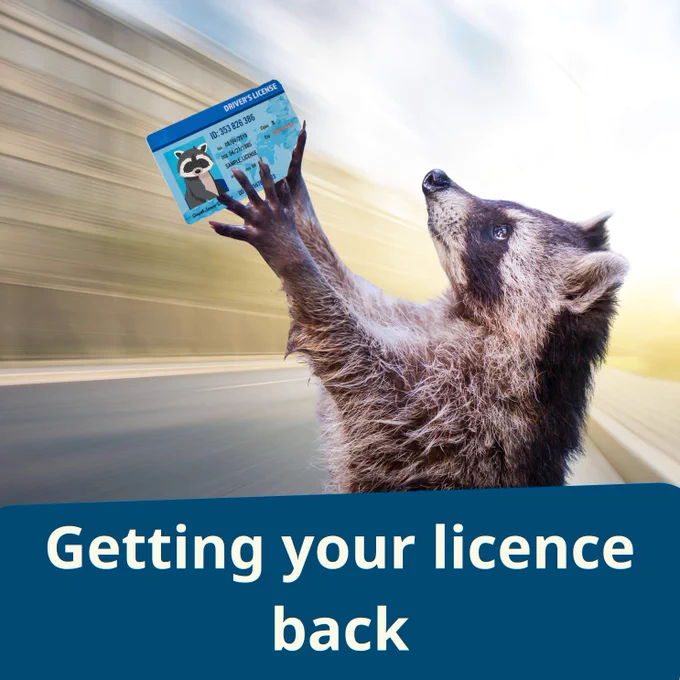 Ronnie the Raccoon is holding a driving licence.