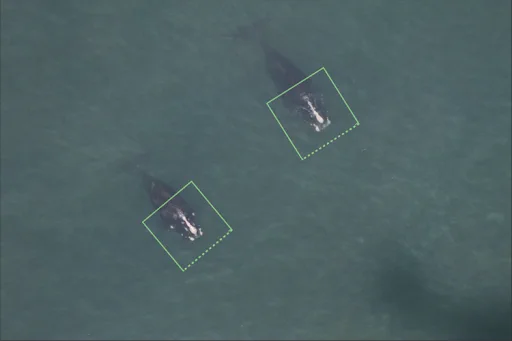Whale photos tagged for AI detections. 