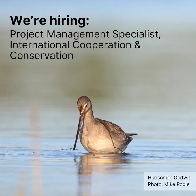 A Hudsonian Godwit feeds in shallow waters.