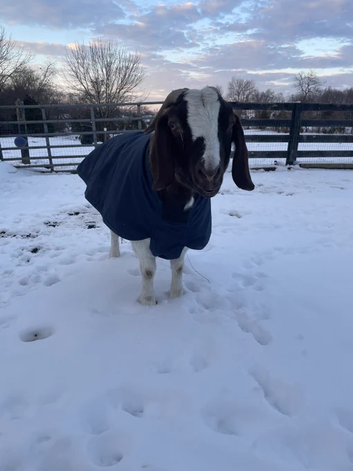 Brown and white Boer goat wearing a navy coat standing in the snow, her face is silently but firmly demanding dinner instead of a photoshoot