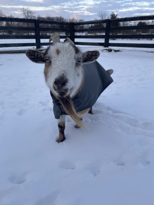 White and than Nigerian dwarf goat wearing a gray coat while standing in the snow, her beard gently blowing in the wind, very cute expression on her face