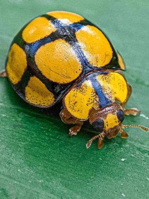 This is a Tortoise Shelled Lady Beetle, also known as Harmonia testudinaria. 
Key features:
Color: Yellow body with a pattern of dark lines creating squares, resembling a tortoise shell or net. 
Shape: Dome-shaped and round. 