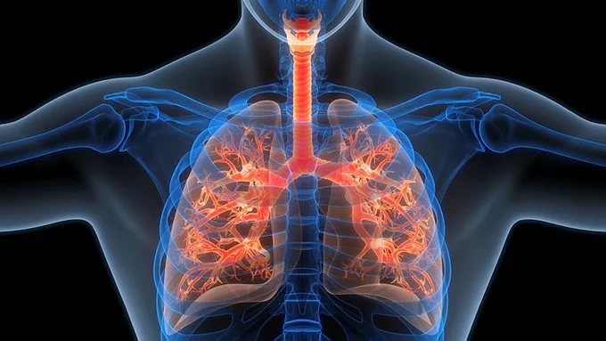 Human Respiratory System Lungs Anatomy