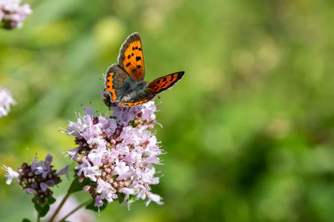Orangefarbener Schmetterling sitzt auf Blume
