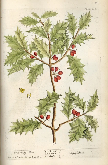 Illustration of a stem of a hollybush.