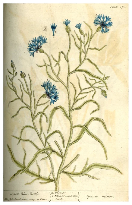 Illustration of a stem of a bluebottle plant.