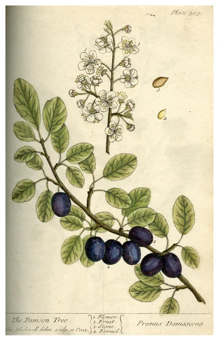Illustration of part of a damson tree.