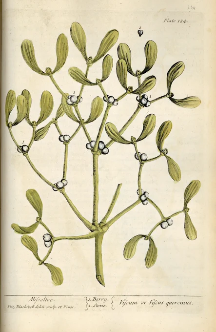Illustration of a stem of mistletoe.