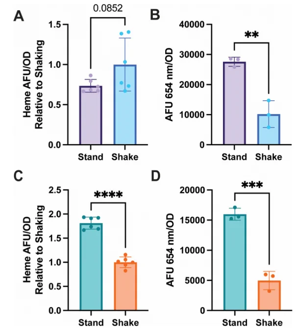 Effects of shaking and standing growth on intracellular heme and extracellular porphyrin in mycobacteria. (A) Intracellular heme arbitrary fluorescence units/optical density (AFU/OD) normalized to shaking in Mabs in standing conditions (stand) vs shaking (shake) at 37°C in Sauton’s media. (B) Extracellular porphyrin fluorescence (AFU 654 nm) normalized to OD in Mabs in standing conditions vs shaki