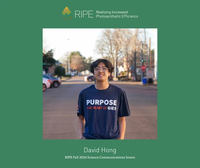 Green box with a picture of a young man in a blue shirt in the middle. Above the picture is the RIPE logo and the words Realizing Increased Photosynthetic Efficiency. Below the picture it says David Hong, RIPE Fall 2024 Science Communication Intern.