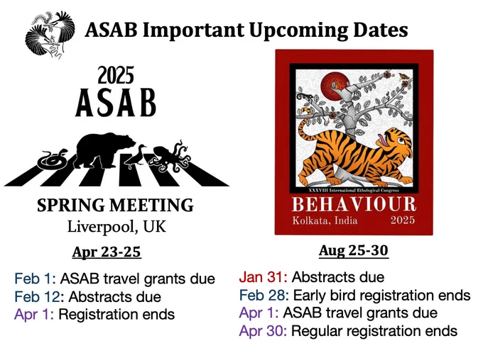 ASAB Important Upcoming Dates
Logo of animals crossing the street as in the Beatles Abbey Road
2025 Asab SPRING MEETING Liverpool, UK
Apr 23-25
Feb 1: ASAB travel grants due
Feb 12: Abstracts due
Apr 1: Registration ends
Logo of a stylised tiger looking up at a tree and sun
Behaviour Kolkata India 2025 Aug 25-30
Jan 31: Abstracts due
Feb 28: Early bird registration ends
Apr 1: ASAB travel grants due
Apr 30: Regular registration ends