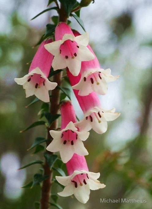 This is a picture of Epacris longiflora, also known as Fuchsia Heath or Native Fuchsia. 
Here's a description of the plant:
It's an erect or spreading shrub that can grow 50-200 cm tall. 
The stems have noticeable leaf scars, and the branchlets are covered in fine hairs. 
The leaves are ovate-shaped and have a pointed tip, with a slightly toothed margin. 
The flowers are tubular and hang downwards, with a white to pink coloration. 
It's native to the east coast of Australia. 