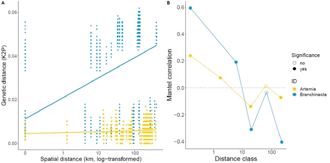 a) Branchinecta (blue) and Artemia franciscana (yellow) from the Saskatchewan region genetic distances measured as Kimura 2-parameter (K2P) distances in relation to spatial distance, based on the mitochondrial CO1 gene fragment. There was a significant distance decay in the assembled dataset (Mantel test; nperm=999; Branchinecta: r = 0.485, P < 0.001; A. franciscana: r = 0.149, P < 0.001). b) Mantel correlogram for genetic distance (Hellinger-transformed) and geographic distance (log-transformed) in Branchinecta and A. franciscana from the lakes we studied in Saskatchewan, Canada. The filled circles indicate significant correlation within each distance class