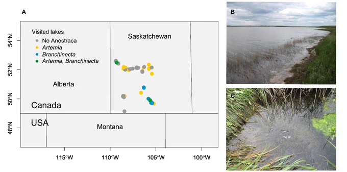 a) Geographic distribution of examined lakes in Saskatchewan and anostracan taxa found in them; b) Bliss lake, one of the sites with Branchinecta; c) one small edge of Bliss lake with numerous Branchinecta swimming in the water (tiny white stripes).