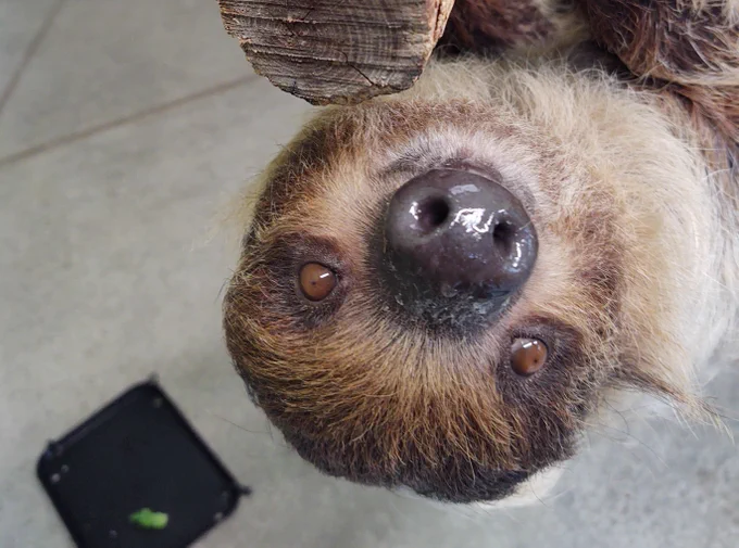 sloth smiling