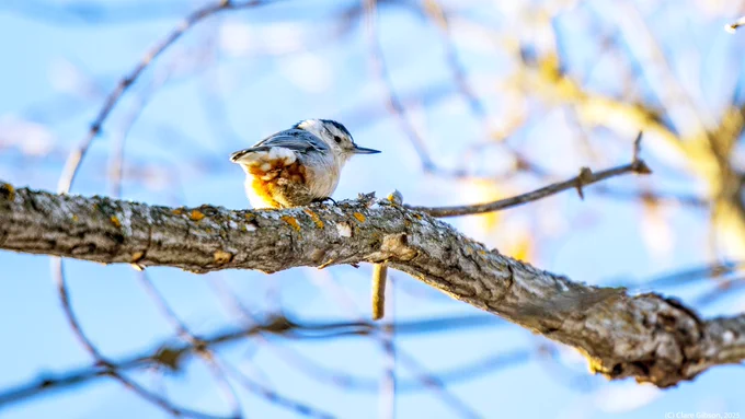 A nuthatch sitting on a high up tree branch with the blue sky behind