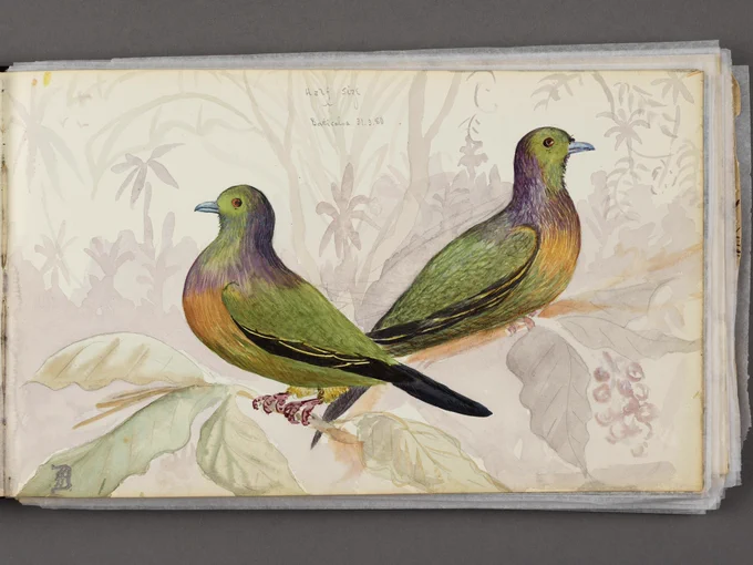 digital scan of a page from a sketchbook, watercolor illustration of a pair of Orange-Breasted Green Pigeons in side profile facing back to back, with a leafy branch background very lightly painted in behind them