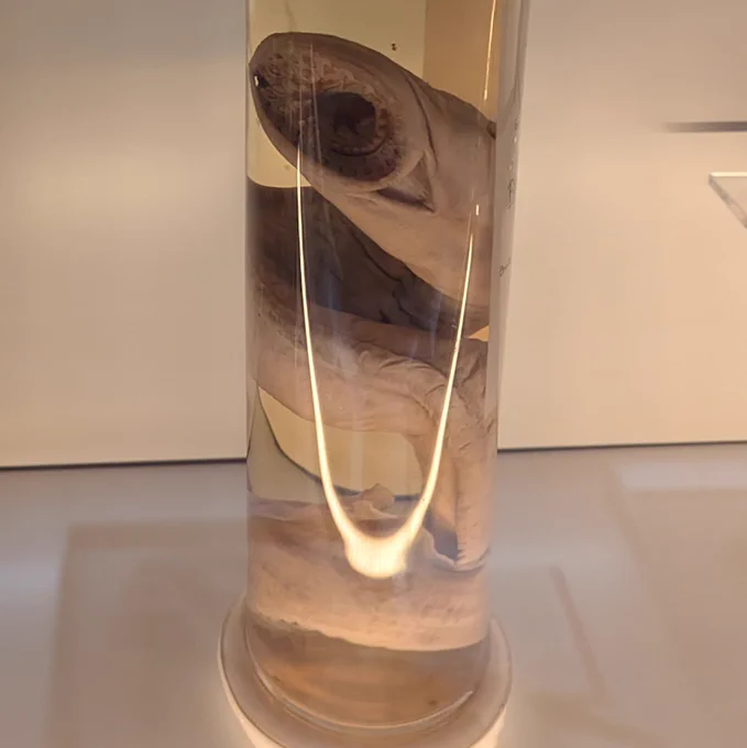 A Sea Lamprey preserved in a jar