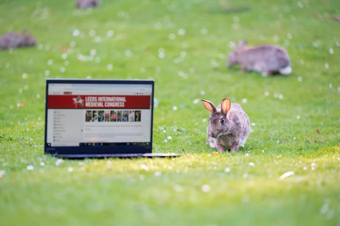 A rabbit looking at a laptop with the IMC Website on