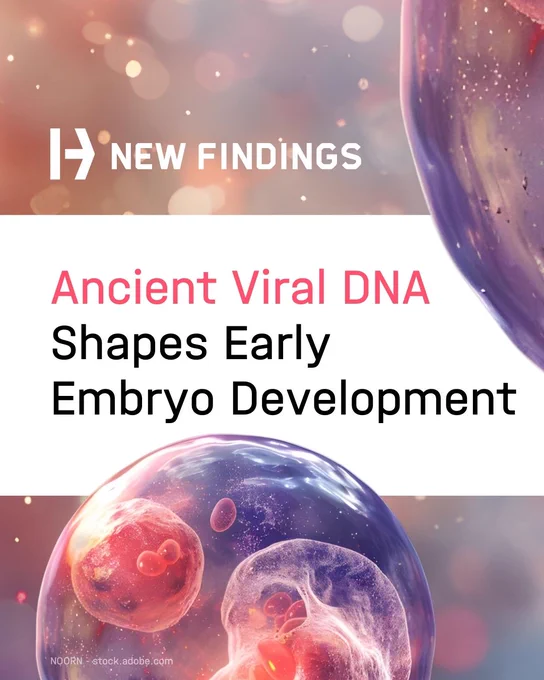 Ancient Viral DNA Shapes Early Embryo Development