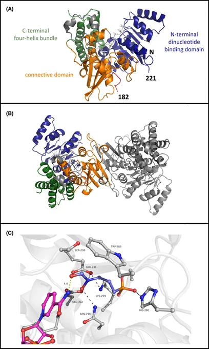 (A) Overall structure of TgDXR as observed in the crystal structure. Shown is chain A which is similar to chain B, as calculated by comparing the RMSD of both monomers after superimposing which is 0.3 Å overall. Three different domains are observed and colour coded being the N-terminal nucleotide binding domain (blue) the connective domain (orange) and the C-terminal four helix bundle (green). (B) The dimer of TgDXR is highlighted as observed in the asymmetric unit of the crystal. The dimer interface is mediated by the connective domain highlighted in orange in chain A. (C) The binding site of fosmidomycin is shown with in ball and stick representation. Fosmidomycin (blue) is bound via interaction with the sidechains of Glu231, His280, and Asn298. All distances are indicated with black line with a maximum distance of 3.6 Å. The distance of fosmidomycin to NADPH (purple) is 4.4 Å, which is too large to allow activity.