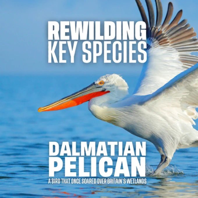 Rewilding key species, the Dalmatian Pelican, a bird that once soared over Britain's wetlands. Image credits: Ondrej Prosicky / Shutterstock