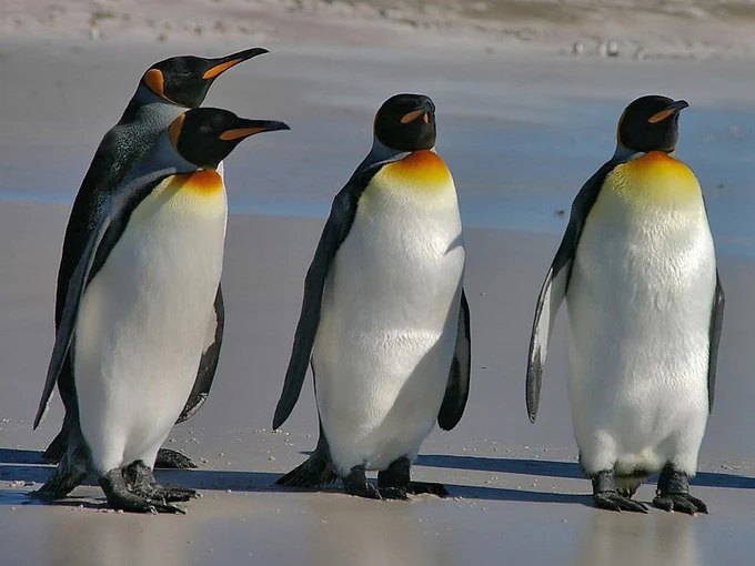 Four king penguins standing on a sandy beach.