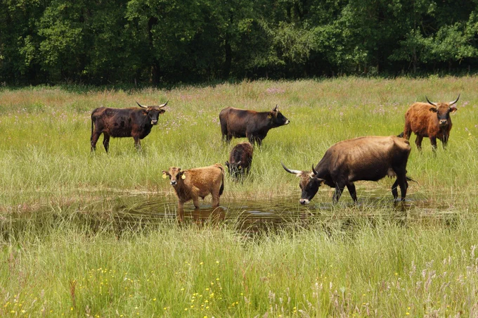 A herd of tauros grazing near a pond in Wijffelterbroek, the Netherlands. Image credits: Twan Teunissen / ARK Nature