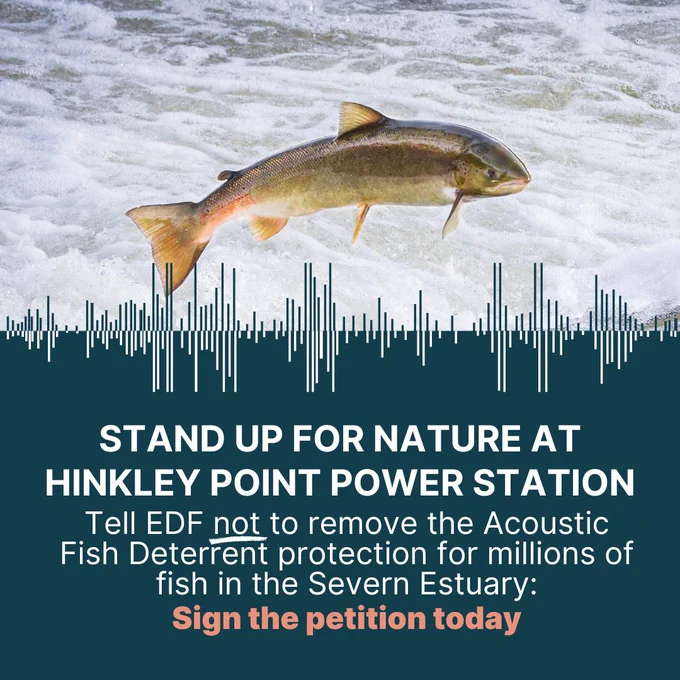 A salmon leaps from foaming water, in front of text reading "stand up for nature at Hinkley Point Power Station. Tell EDF not to remove the acoustic fish deterrent protections for millions of fish in the Severn Estuary: sign the petition today"