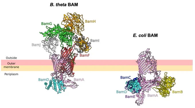 Comparison of B. theta and E. coli BAM complexes. Only BamAD components are shared, and B. theta BAM has five novel components, BamF-J. 