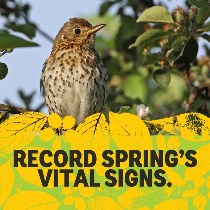 A song thrush sits in the trees. Text (in front of yellow leaves illustration) reads "record spring's vital signs"