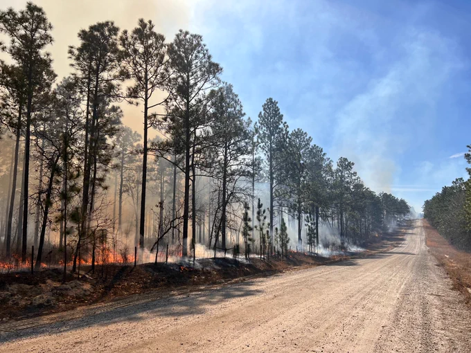 USFS Savannah River Prescribed Burn file image 2024