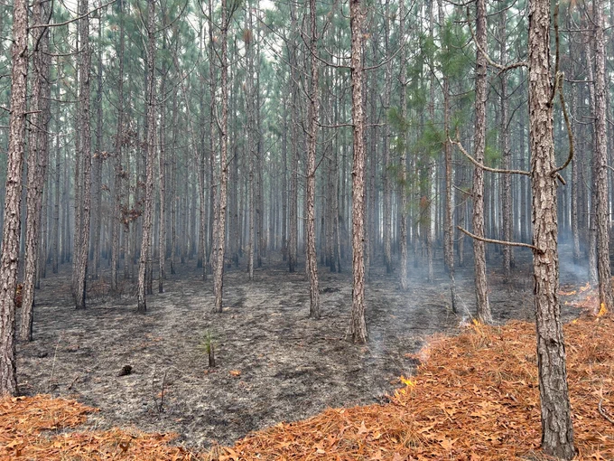 USFS Savannah River Prescribed Burn file image 2024