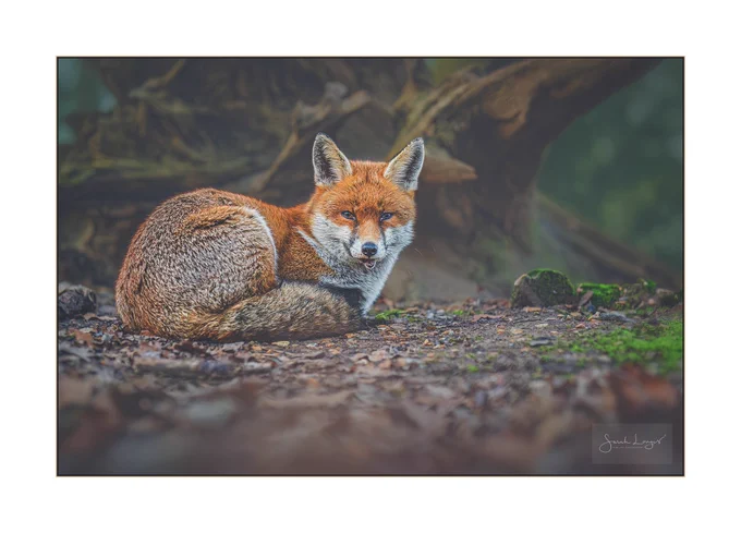 A female red fox is curled up on the woodland floor in front of the exposed roots of a large fallen tree. There are rich brown colours of fallen leaves around her with touches of bright green moss. She’s in her winter coat which is thick and glossy orange with white on the lower part of her muzzle and on her chest. Her back and tail have darker greys and blacks breaking up the orange. She’s looking directly at me with her ears forward showing she’s relaxed and comfortable in my presence.